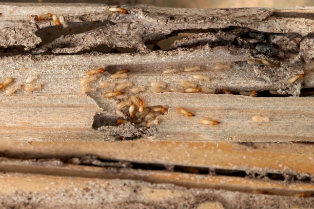 Best Bed Bug Extermination  in Lennox, SD